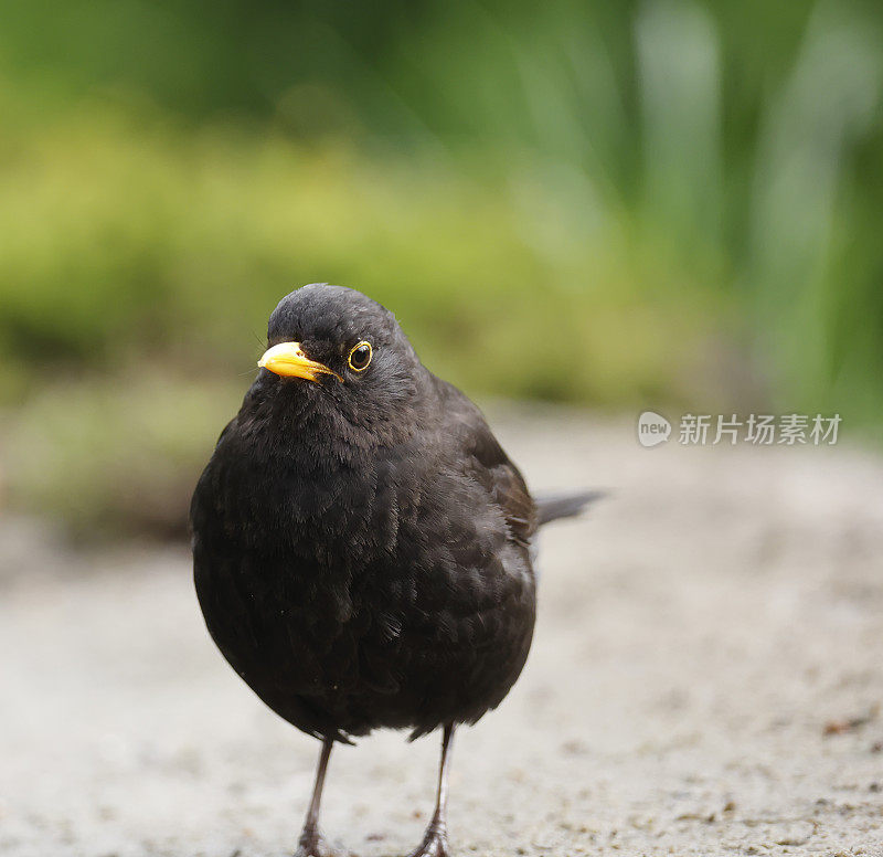 黑鹂(Turdus merula)雄性